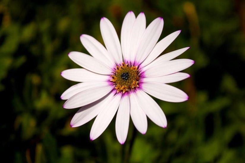 daisy shapes in nature badge requirements pdf